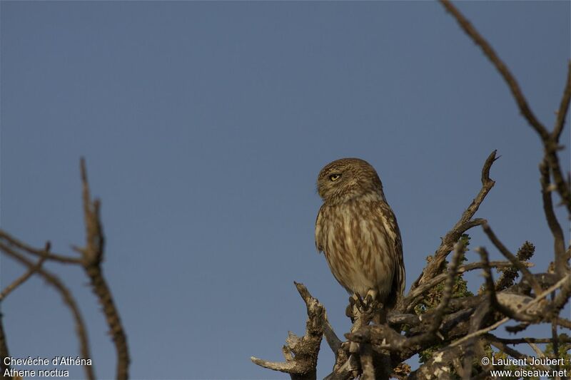 Little Owl