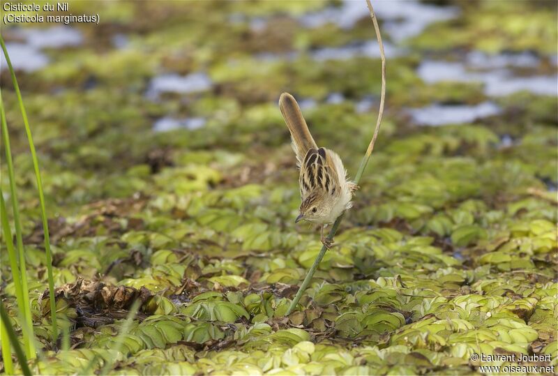 Winding Cisticola