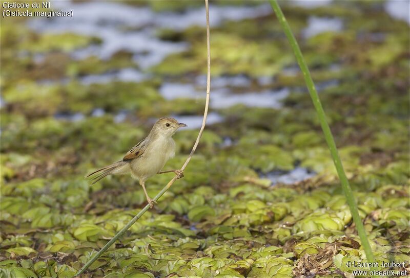 Winding Cisticola