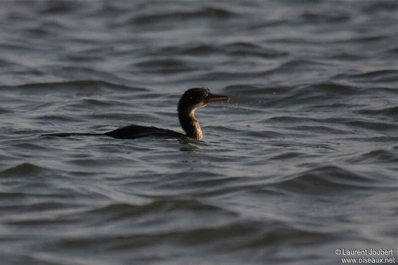 Cormoran africain