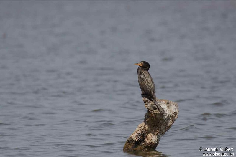 Reed Cormorantadult