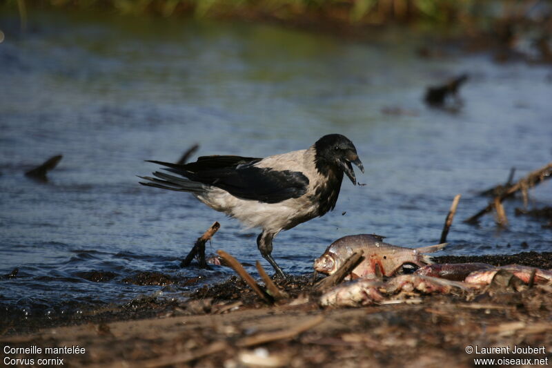 Hooded Crow