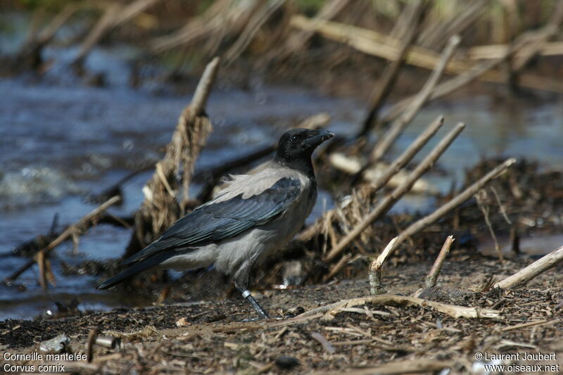 Hooded Crow