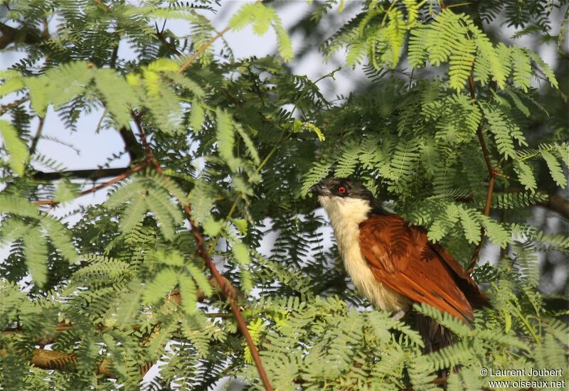 Coucal du Sénégal