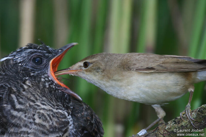 Common Cuckoo