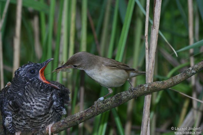 Common Cuckoo