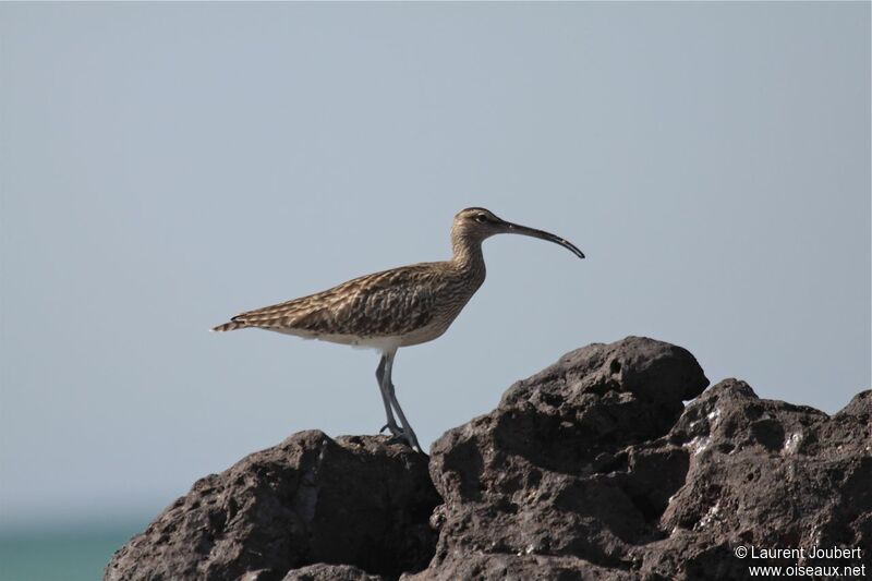 Eurasian Whimbrel