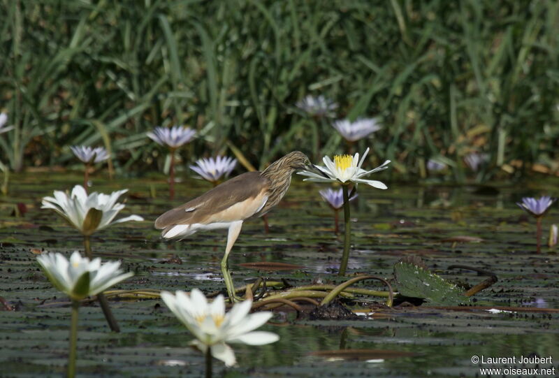 Squacco Heron