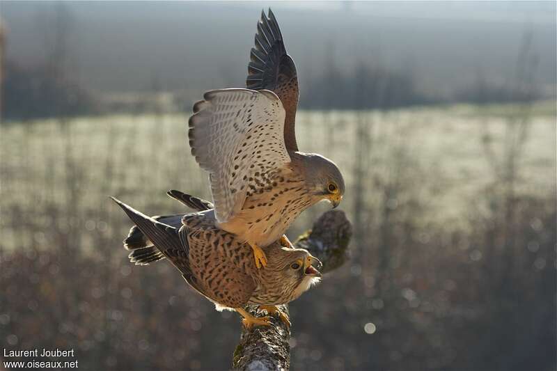 Common Kestreladult, mating.