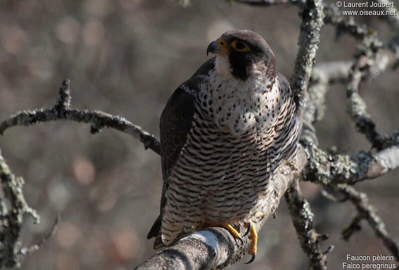 Peregrine Falcon