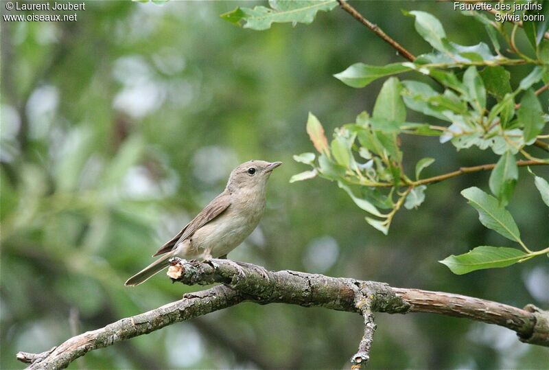 Garden Warbler