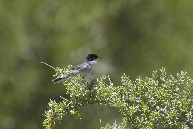 Sardinian Warbler