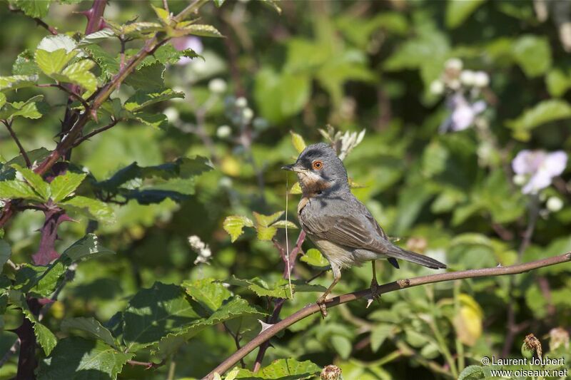 Western Subalpine Warbler