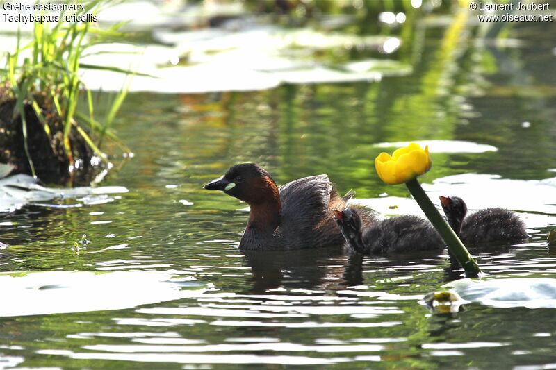 Little Grebe female