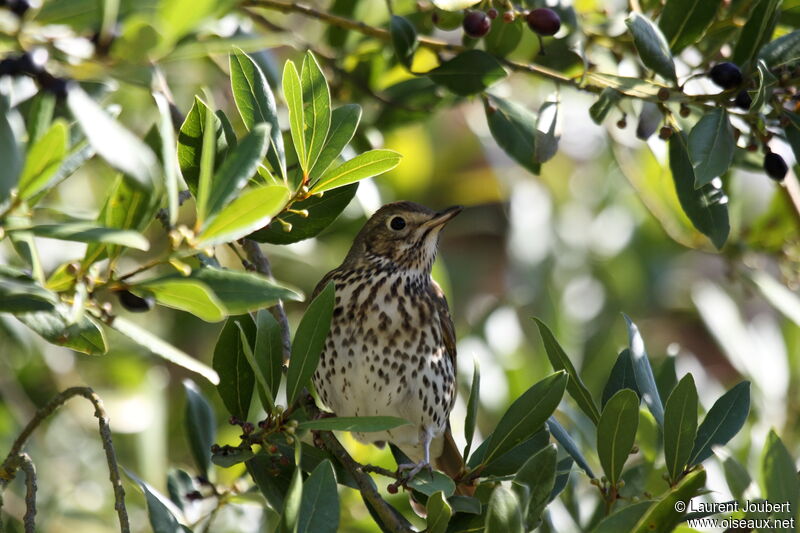 Song Thrush