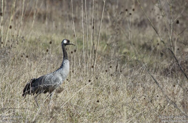 Common Craneadult