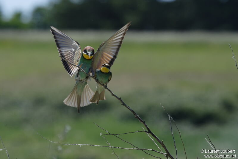 European Bee-eater