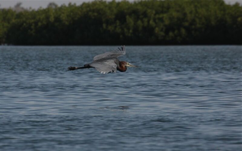 Goliath Heron