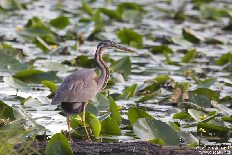 Purple Heron