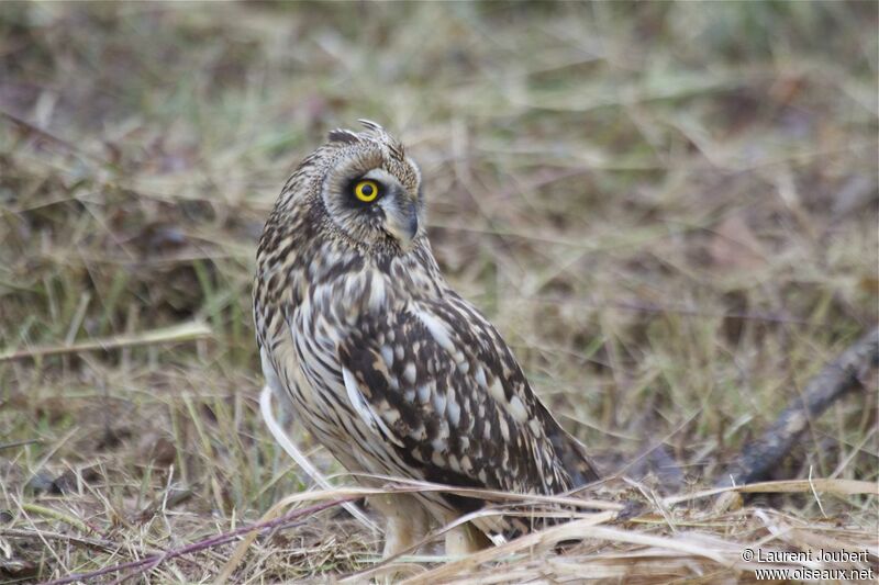 Short-eared Owl