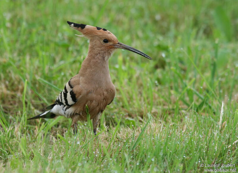 Huppe fasciéeadulte