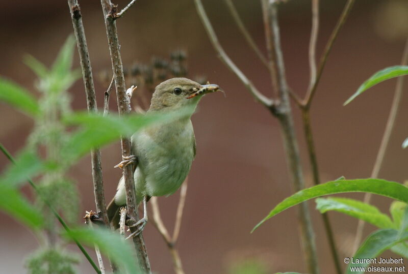 Booted Warbler