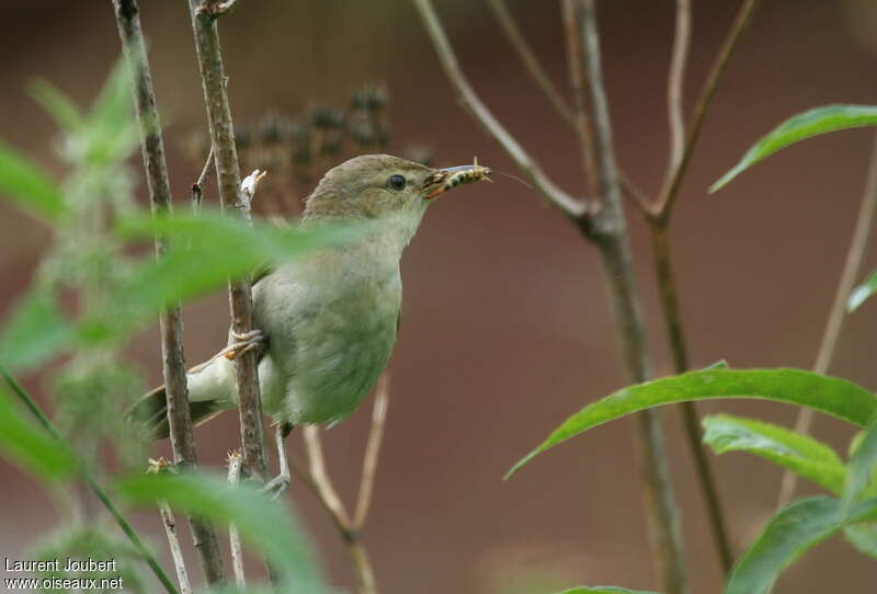 Booted Warbleradult, feeding habits, Reproduction-nesting