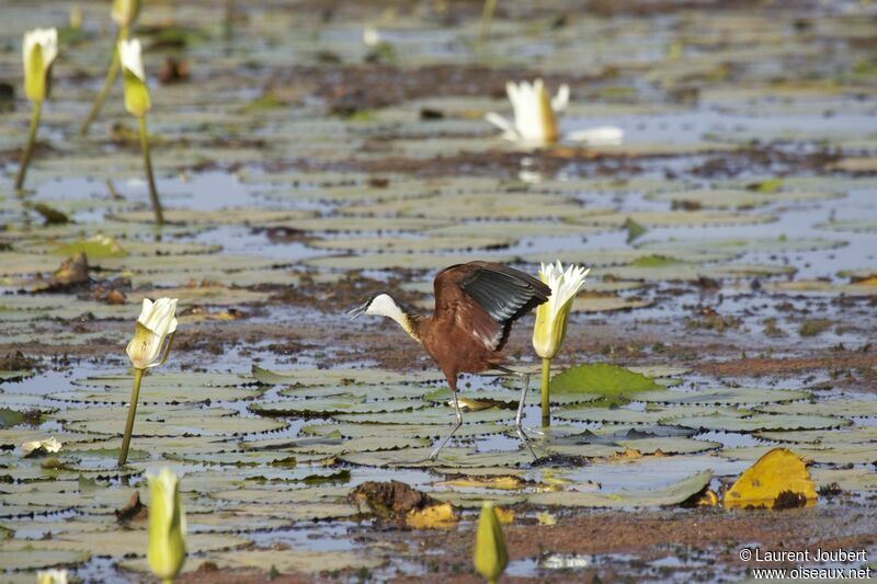 Jacana à poitrine dorée