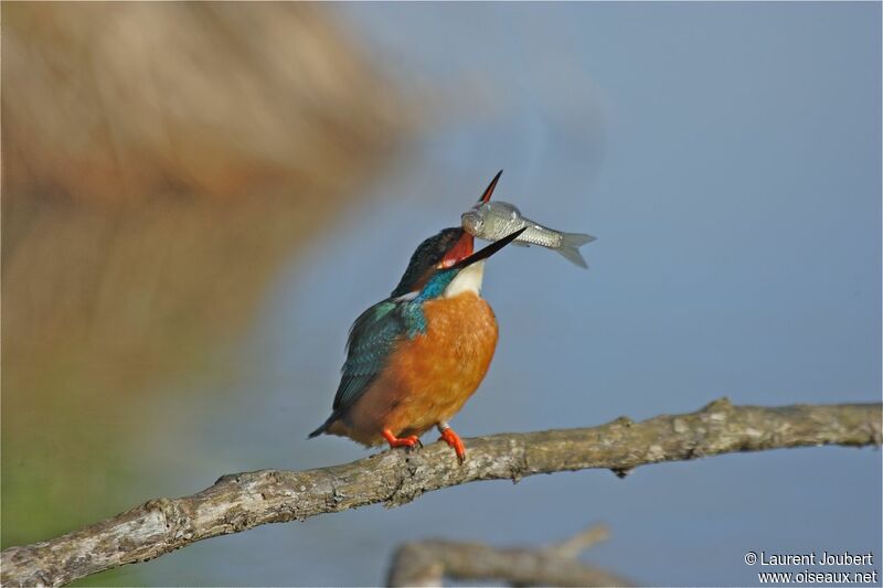 Common Kingfisher