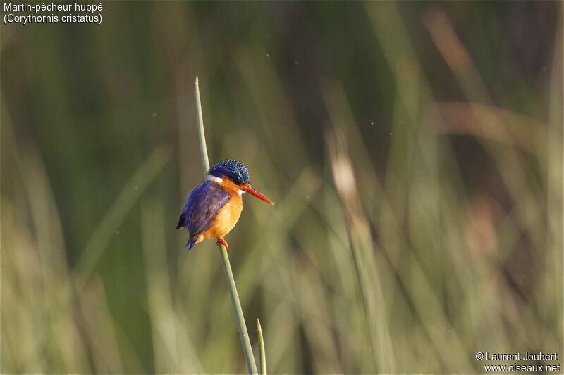 Malachite Kingfisher