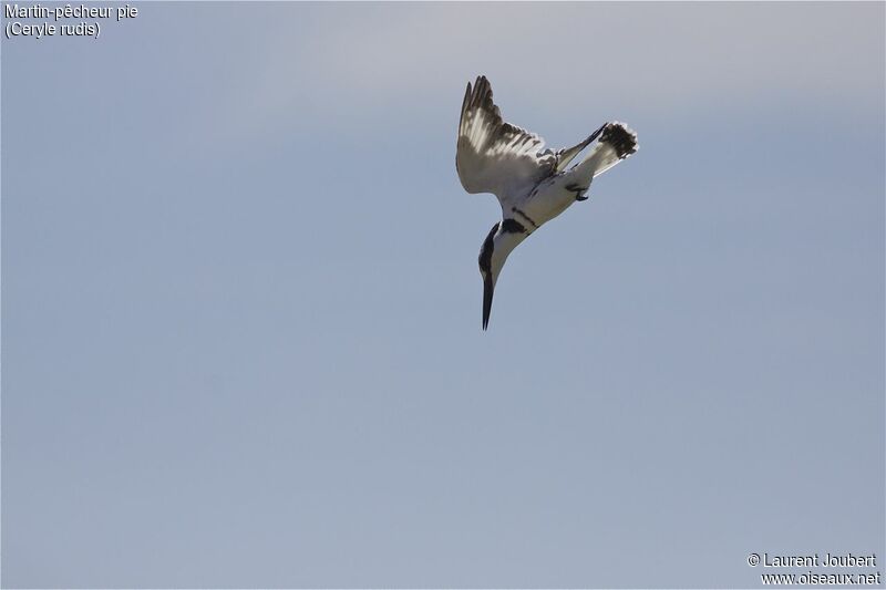 Pied Kingfisher