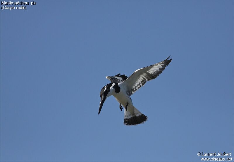 Pied Kingfisher