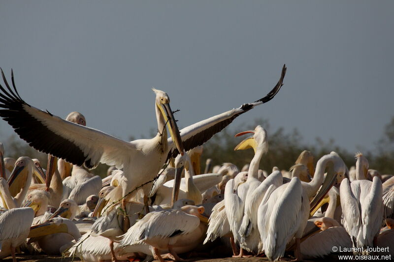 Great White Pelican male adult