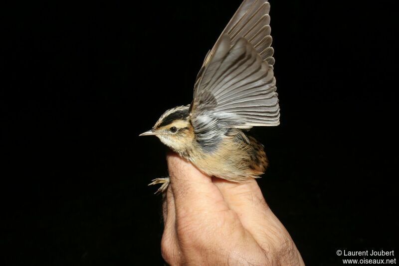 Aquatic Warbler