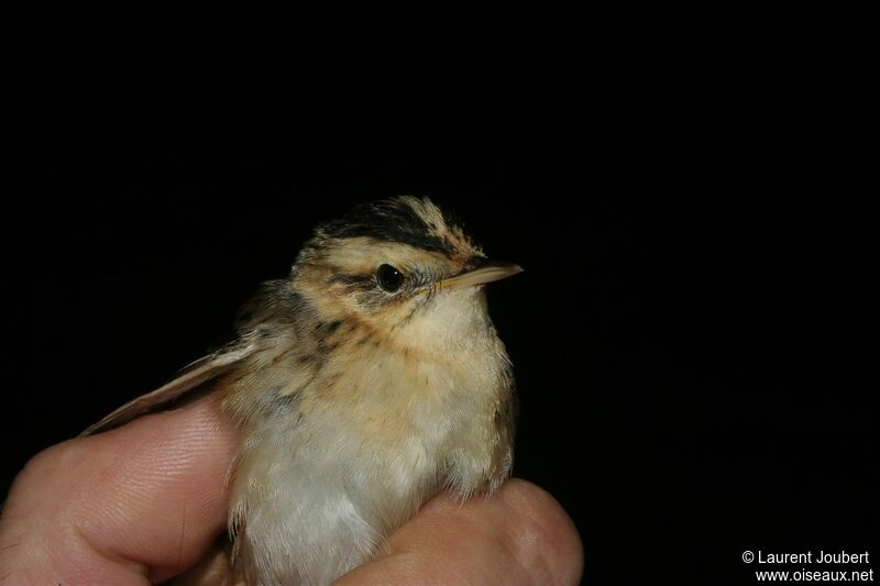 Aquatic Warbler