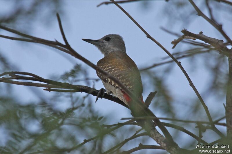 African Grey Woodpecker