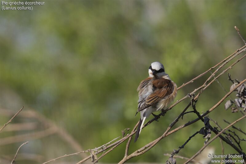 Red-backed Shrike