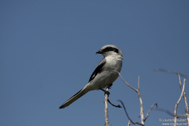 Great Grey Shrikeadult