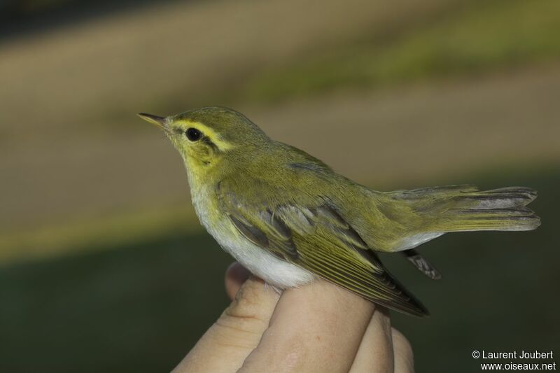 Wood Warbler