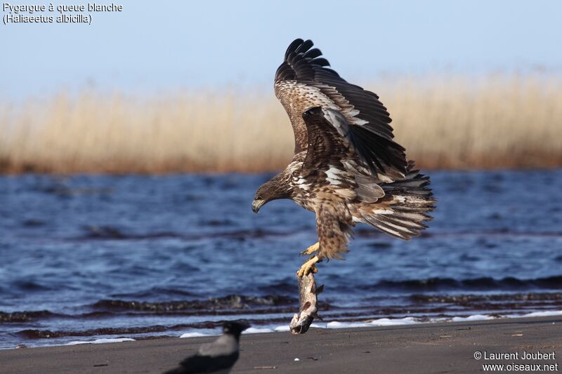 White-tailed Eagle