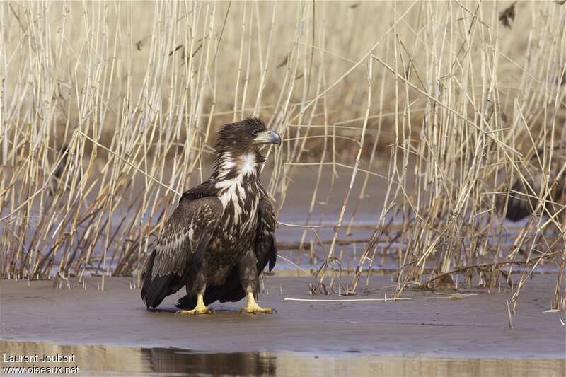 White-tailed EagleSecond year, pigmentation