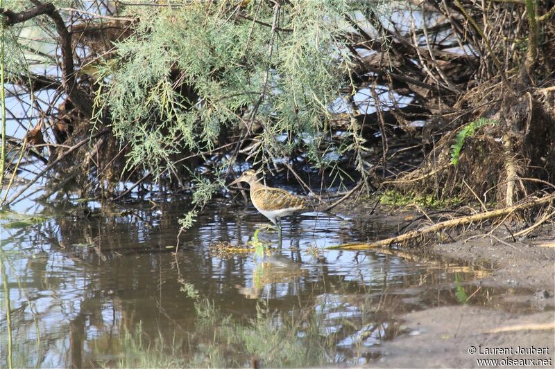 Greater Painted-snipe