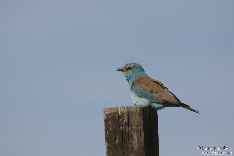 European Roller