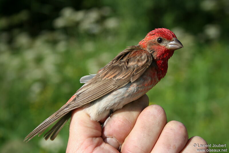 Common Rosefinch male adult