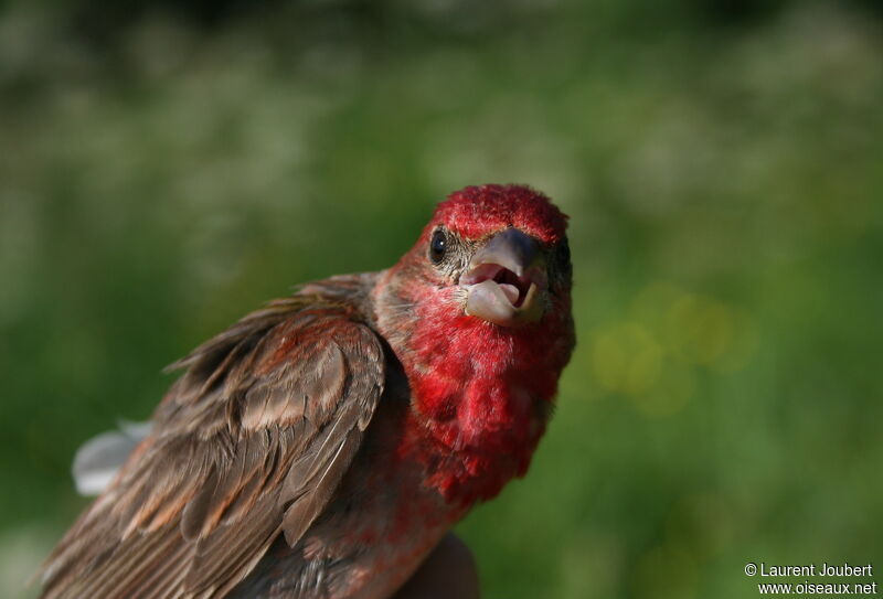 Common Rosefinch male adult