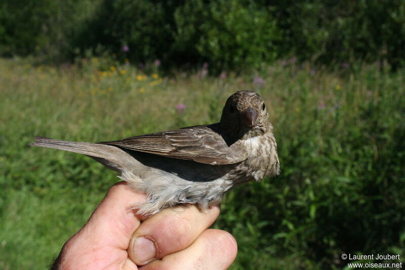 Common Rosefinch female adult