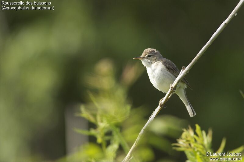 Blyth's Reed Warbler