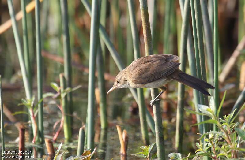 Rousserolle des cannes, habitat, pigmentation, Comportement