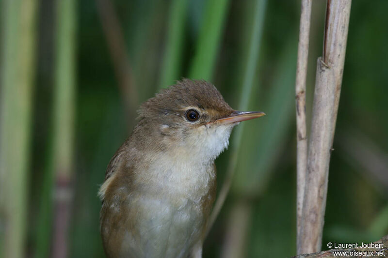 Common Reed Warbleradult