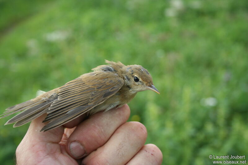 Rousserolle verderollejuvénile, identification